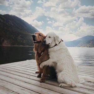 Meet your Posher, Billy